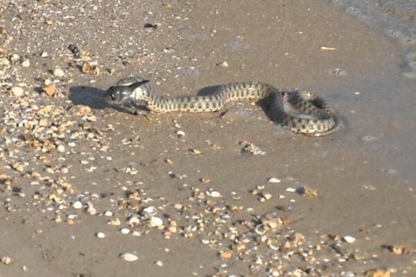 Змеи в Одессе