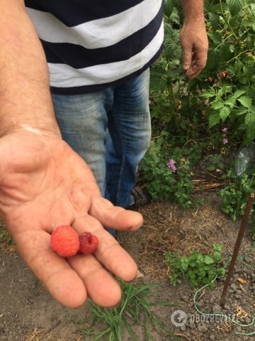 Урожай чернобыльской малины