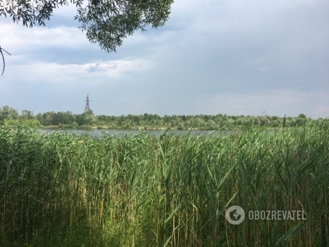 Сквозь камыши вип-отдыхающие пробираются к воде