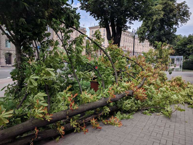 Ð’ÐµÑ‚ÐµÑ€ Ð¿Ð¾Ð²Ð°Ð»Ð¸Ð» Ð¾Ð³Ñ€Ð¾Ð¼Ð½Ñ‹Ð¹ ÐºÐ°ÑˆÑ‚Ð°Ð½ Ð½Ð° ÐšÑ€ÐµÑ‰Ð°Ñ‚Ð¸ÐºÐµ dqxikeidqxiqqeant