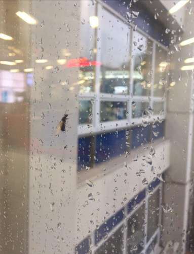 Нашествие муравьев в России dqxikeidqxitkant