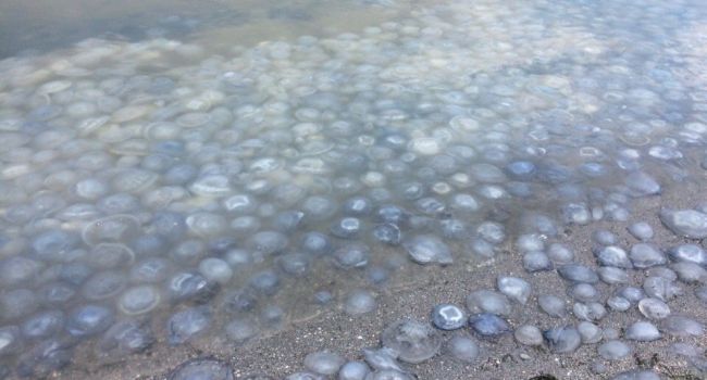 «Это катастрофа. Люди в панике»: Из-за Крымского моста Азовское море становится мертвым «Это катастрофа. Люди в панике»: Из-за Крымского моста Азовское море становится мертвым dqxikeidqxitkant