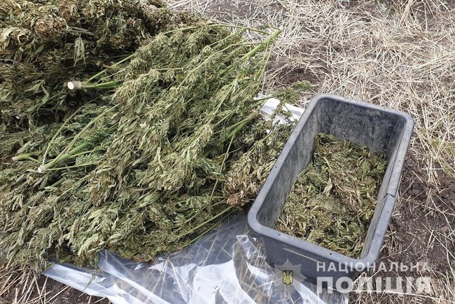 150 кг марихуаны: полицейские обнаружили в лесополосе на Луганщине склад наркотиков 03 150 кг марихуаны: полицейские обнаружили в лесополосе на Луганщине склад наркотиков 03