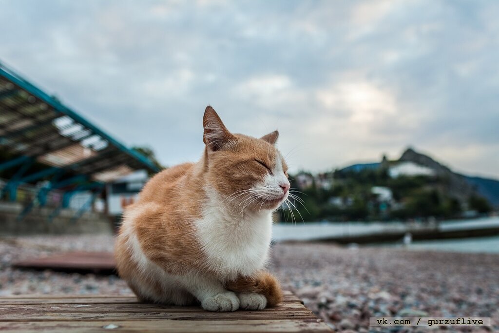 Ð“ÑƒÑ€Ð·ÑƒÑ„