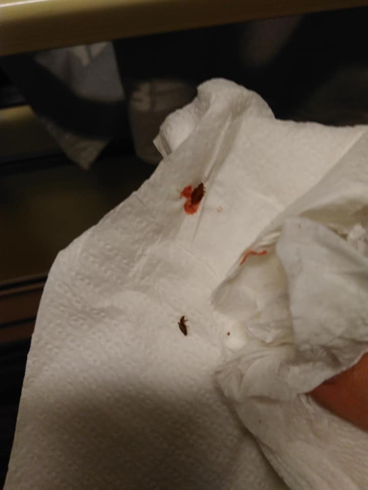 Клопы с кровью и личинки: "Укрзалізниця" попала в новый скандал из-за антисанитарии dqxikeidqxiqqeant