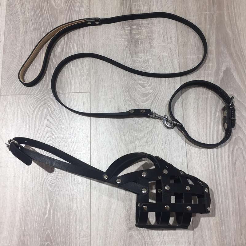 Ошейник и намордник для Мендель: фото журналистского подарка спикеру Зеленского dqxikeidqxiqqeant