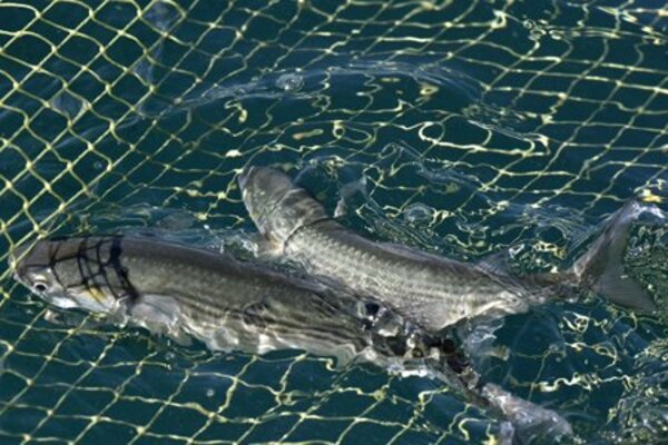 Вылов кефали dqxikeidqxitkant