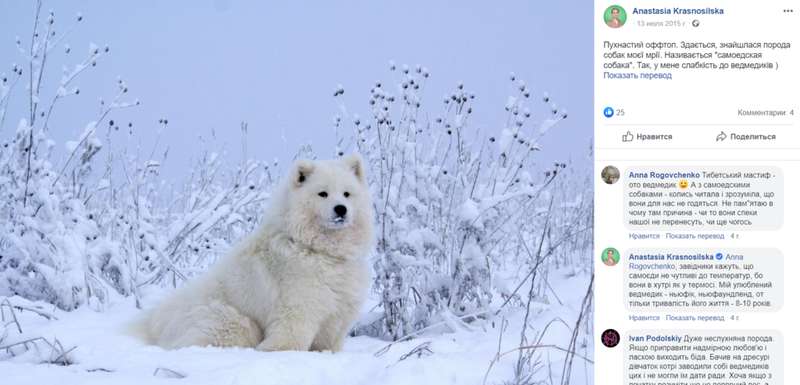 "Бесценное" имущество: в декларации "Слуги народа" нашлась кошка Маруся, ее фото