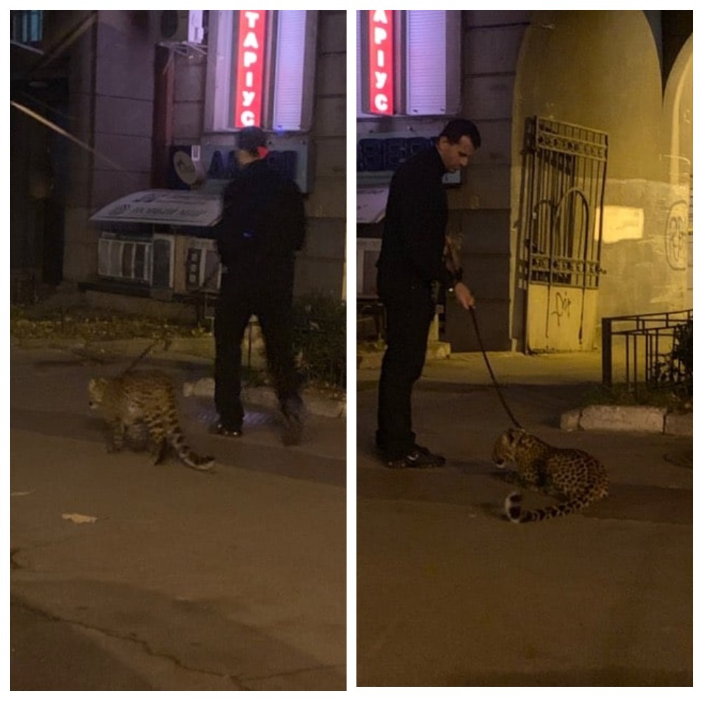 В центре Киева мужчина выгуливал леопарда dqxikeidqxiqqeant