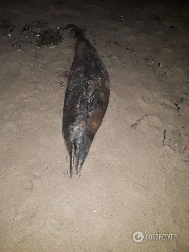 На одесское побережье выбросило мертвых дельфинов dqxikeidqxiqqeant