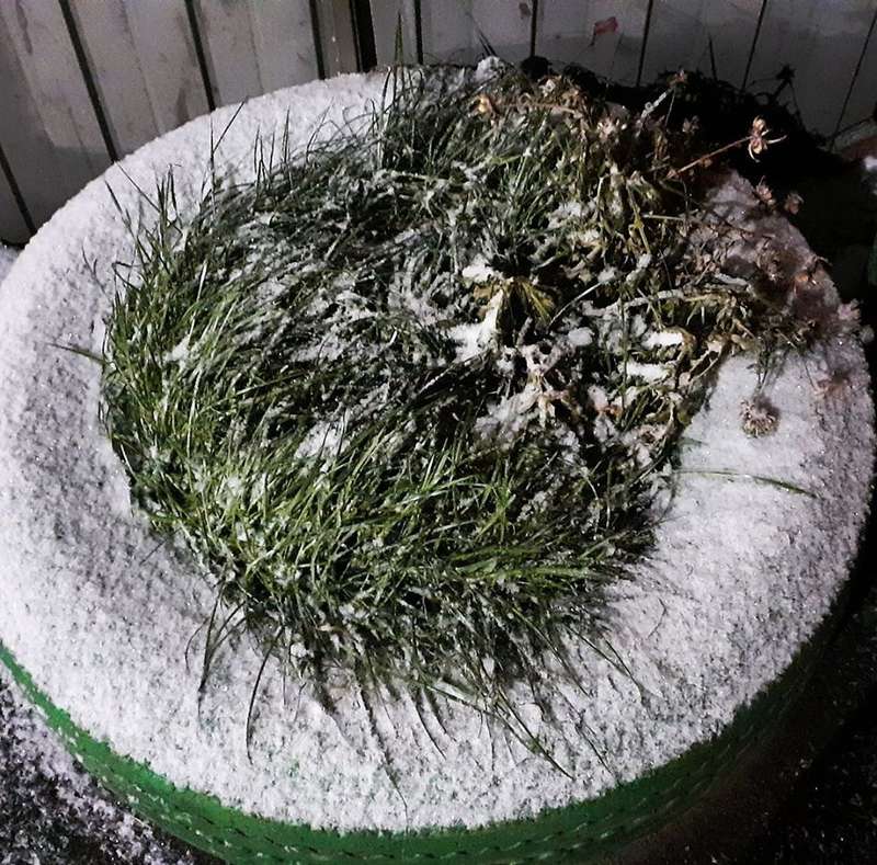 В Киеве выпал первый зимний снег