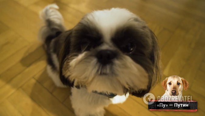 "Зе не хватает": Шепелев рассказал, как назвал собак в честь Путина и Лукашенко dqxikeidqxiqqeant