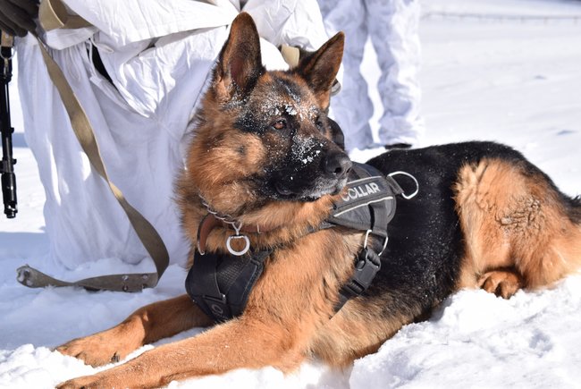 В новогоднюю ночь границу Украины охраняли 3,5 тыс. пограничных нарядов, - Госпогранслужба 02 dqxikeidqxiqqeant