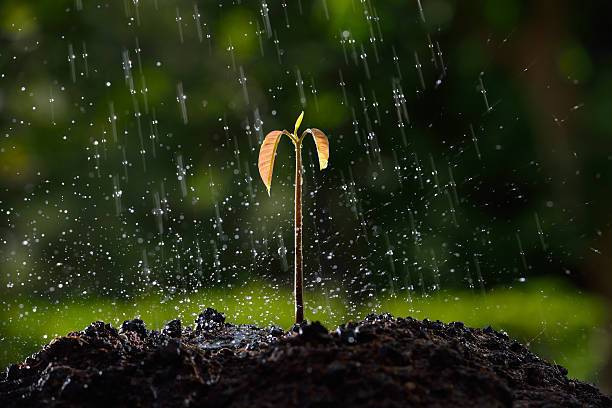 Украина из-за карантина может потерять треть урожая: фермеры предупредили о масштабных проблемах