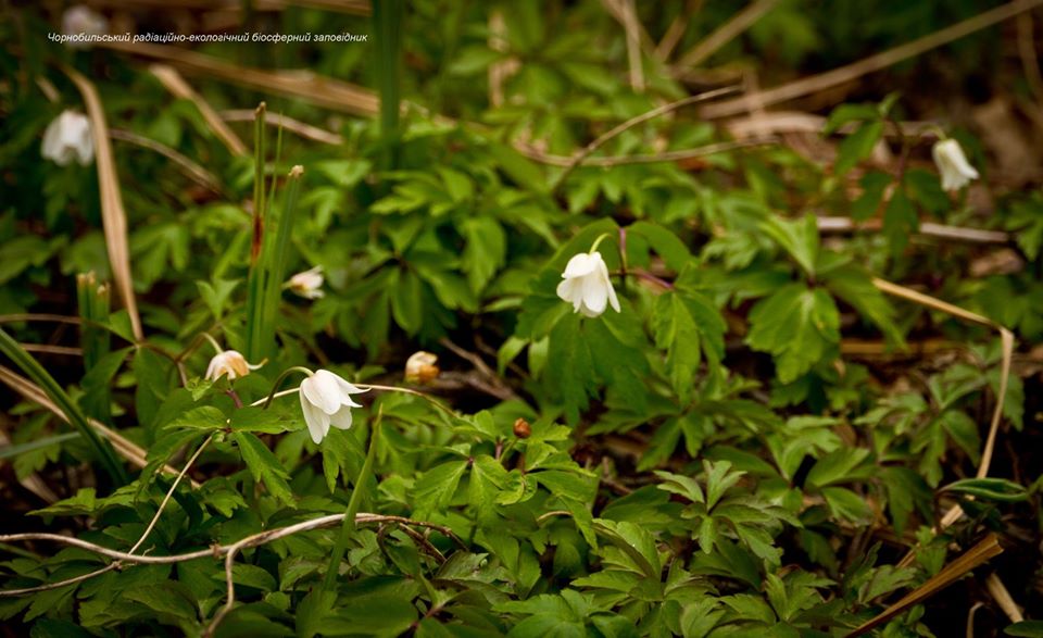 Чернобыльские анемоны dqxikeidqxitkant