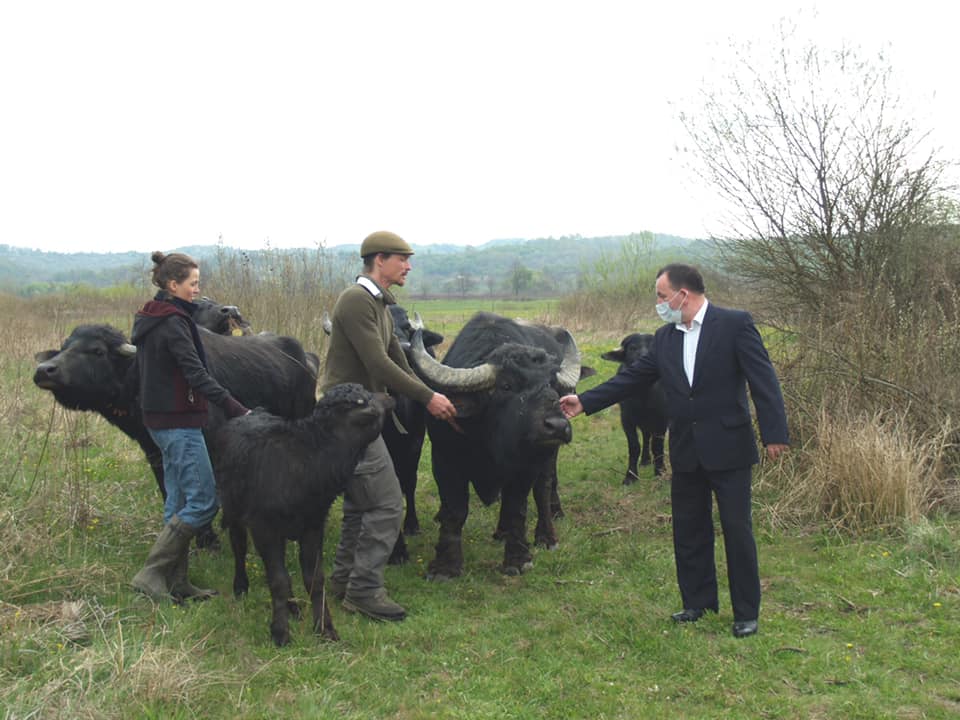 Вернувшиеся в Карпаты буйволы dqxikeidqxiqqeant