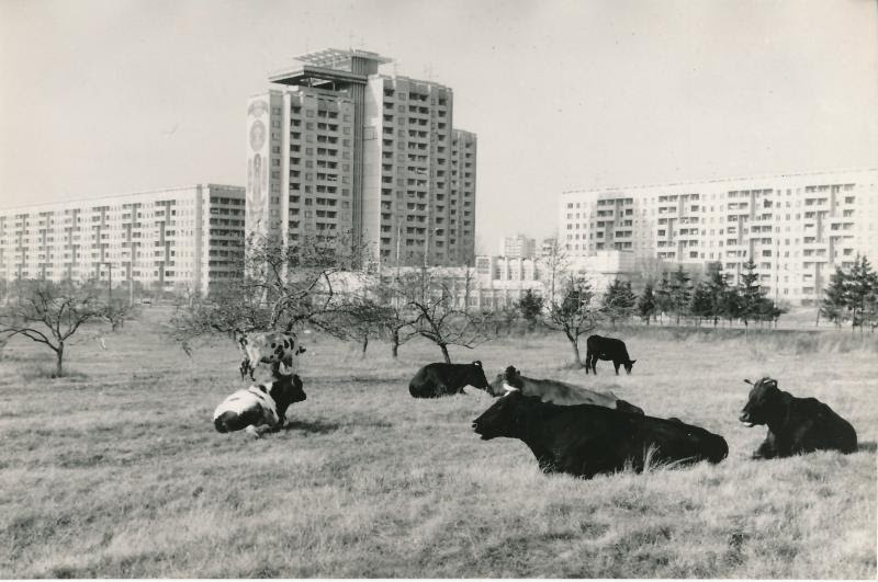 Станет ли природа частью городов?