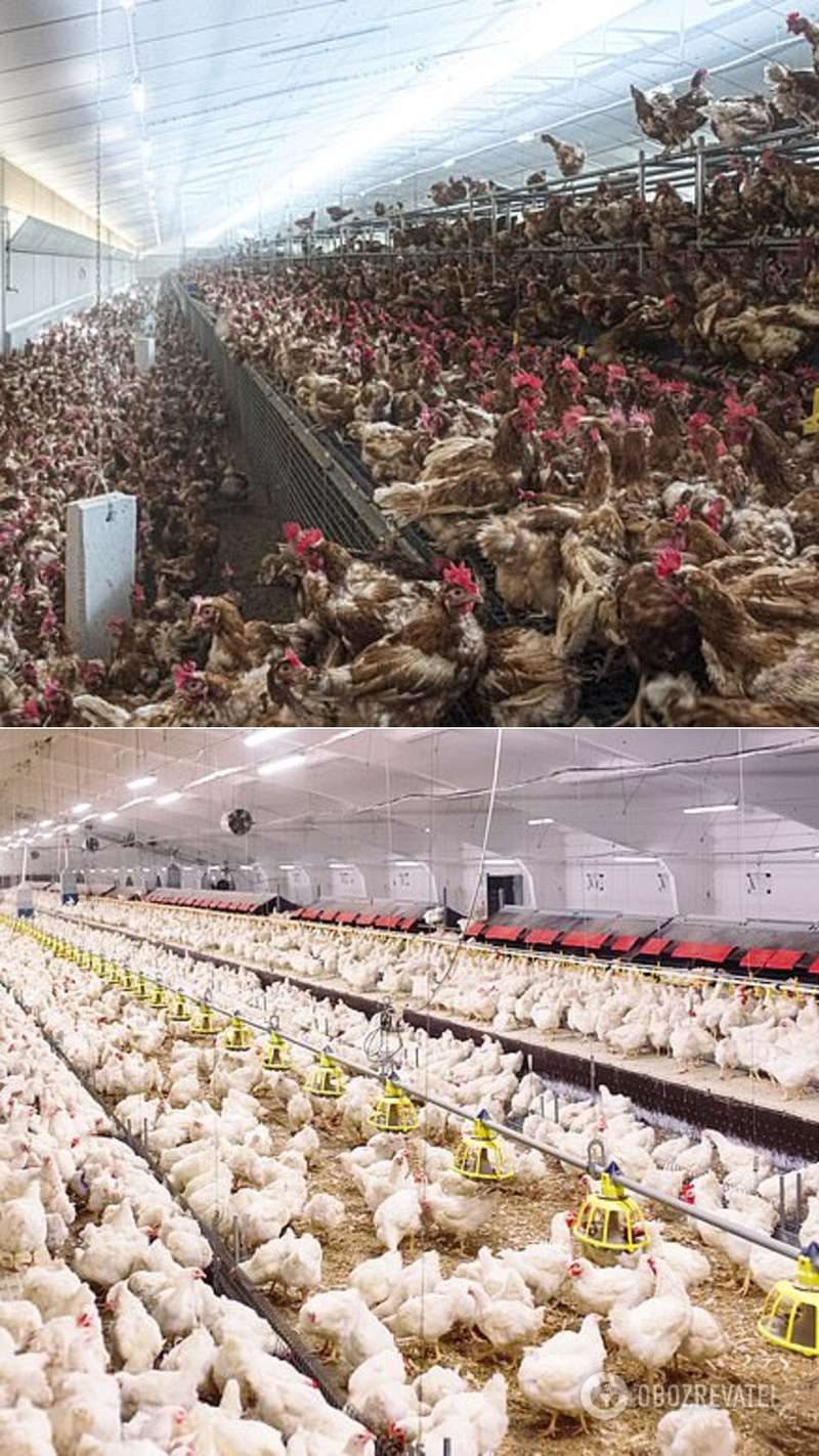     ,  COVID-19 –  dqxikeidqxiqqeant