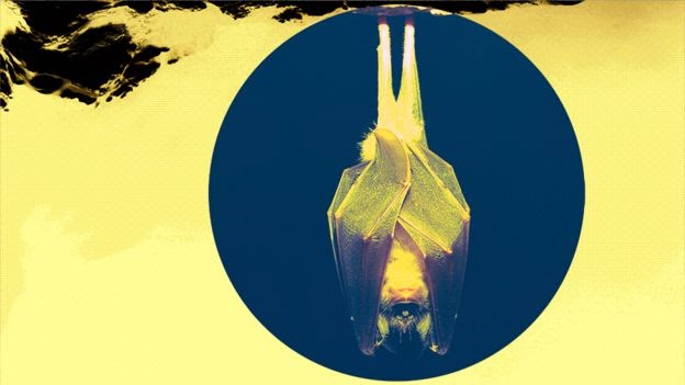 Летучая мышь спит в пещере dqxikeidqxiqqeant