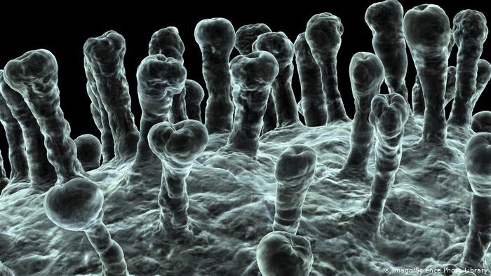 Коронавіруси використовують рецептори ACE2, аби потрапити до організму Коронавіруси використовують рецептори ACE2, аби потрапити до організму dqxikeidqxiqqeant