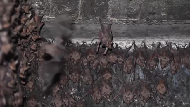 Новые версии происхождения коронавируса COVID-19 Новые версии происхождения коронавируса COVID-19 dqxikeidqxitkant