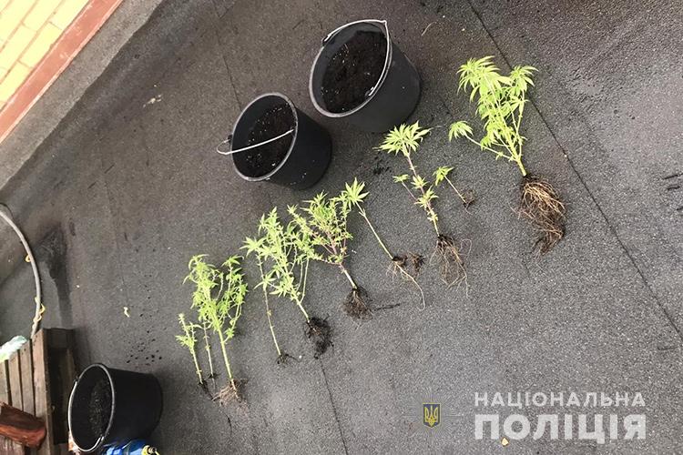 Полиция нашла коноплю на крыше дома. Фото: Нацполиция dqxikeidqxiqqeant