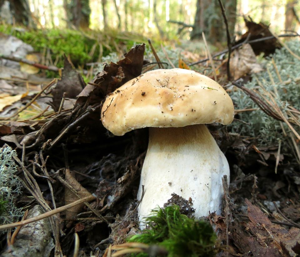 Чернобыльский боровик dqxikeidqxiqqeant