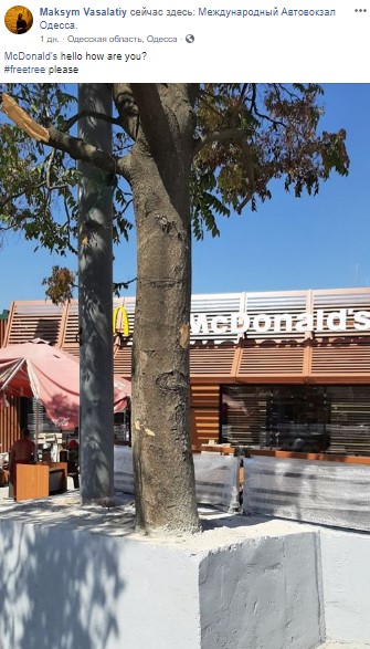 дерево dqxikeidqxitkant