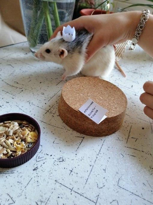 Беларусы провели "инаугурацию" домашних животных.