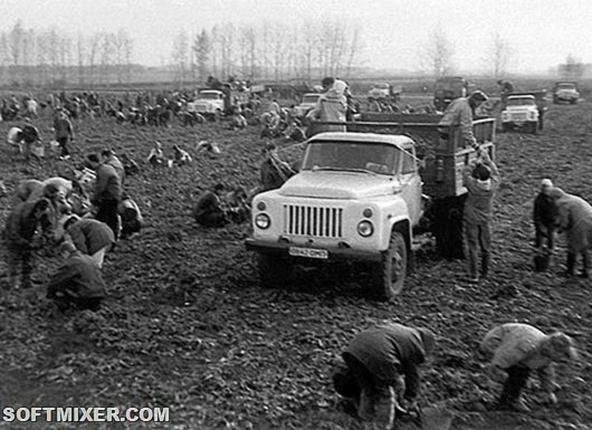 Пользователи вспомнили, как в школьные годы их принуждали работать в колхозе dqxikeidqxitkant