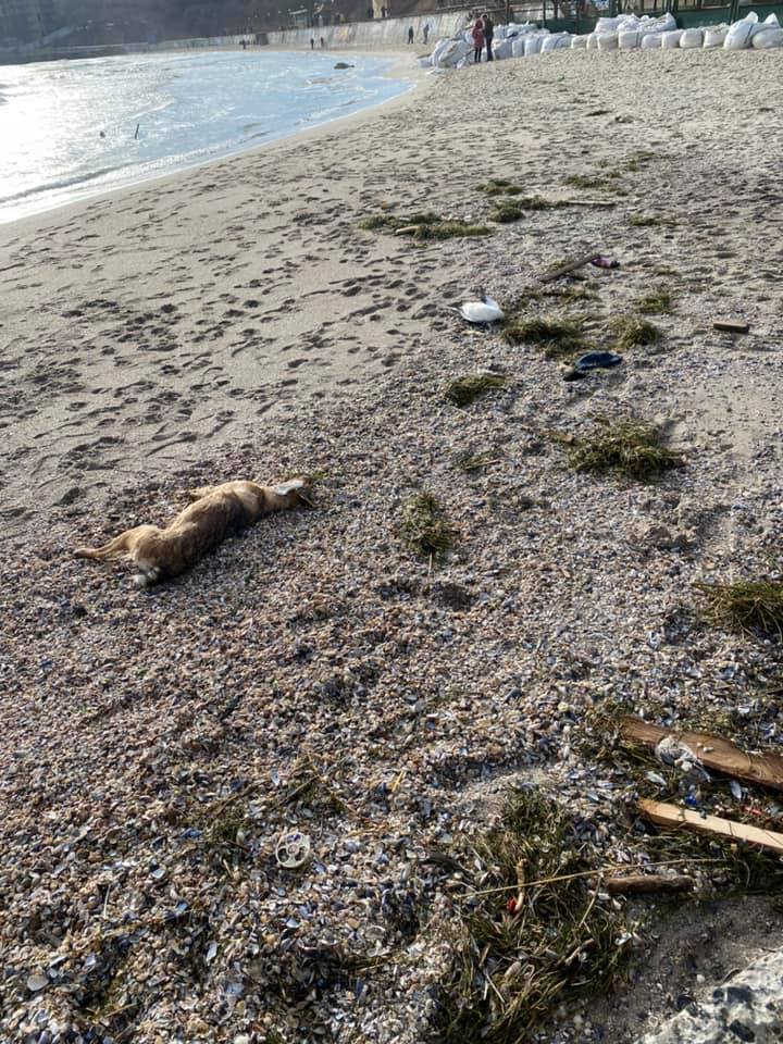 В Одессе из-за фейерверков погибли десятки птиц и животных dqxikeidqxiqqeant