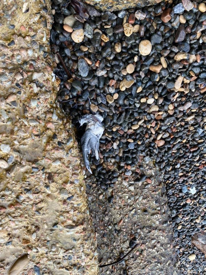 В Одессе из-за фейерверков погибли десятки птиц и животных