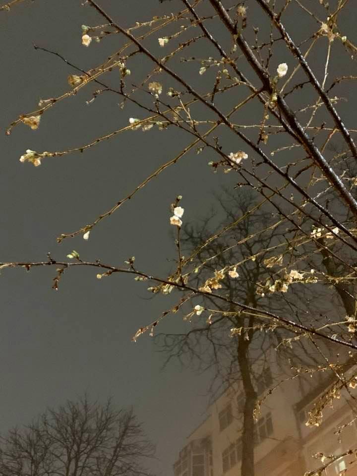 В Киеве зацвела сакура dqxikeidqxiqqeant