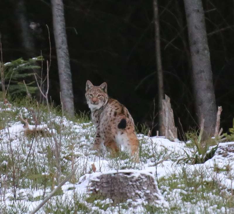 Рысь в Карпатах. Фото: Facebook / Мирон Марецкий dqxikeidqxitkant