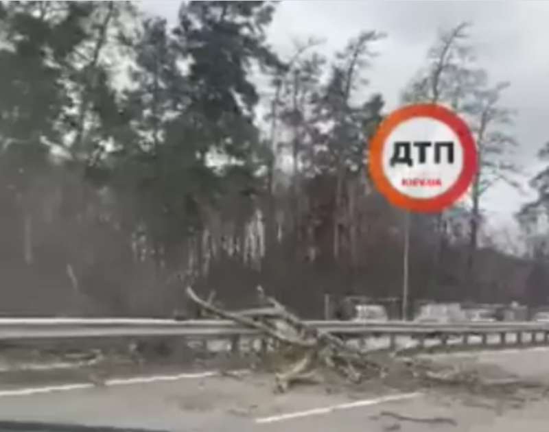 на Новообуховском шоссе на проезжую часть в сторону Обухова также упало дерево dqxikeidqxitkant