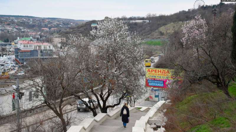 Миндаль на Красном спуске