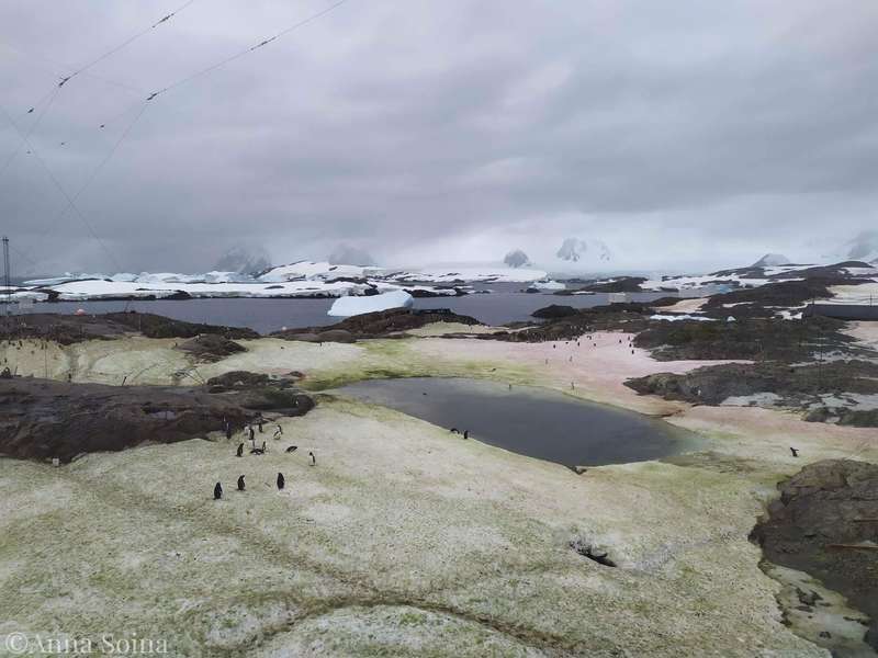 Снег с зеленым оттенком в Антарктиде dqxikeidqxiqqeant