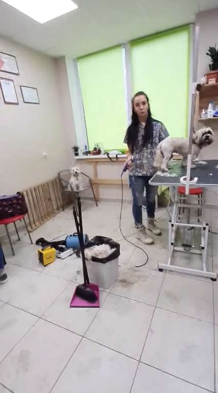 Груминг-салон в Киеве dqxikeidqxitkant