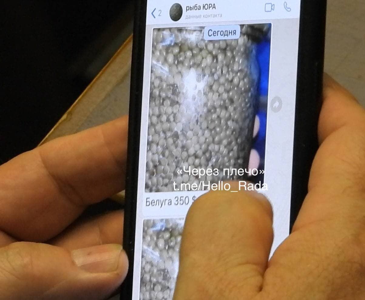 Чат, в котором политик выбирал икру dqxikeidqxitkant