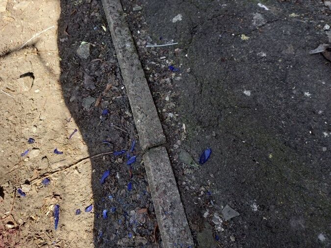 Место убийства Петровой. dqxikeidqxiqqeant