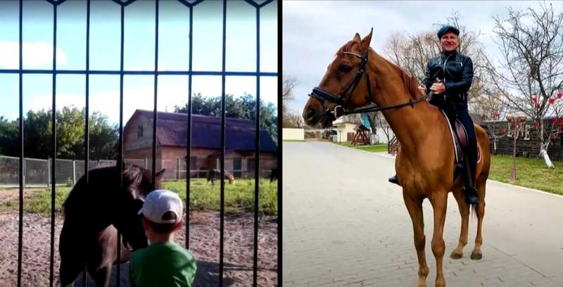 Есть ферма с пони и лошадьми dqxikeidqxitkant