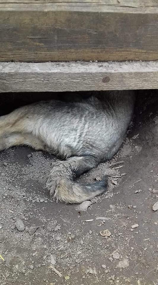 Убитые собаки dqxikeidqxitkant