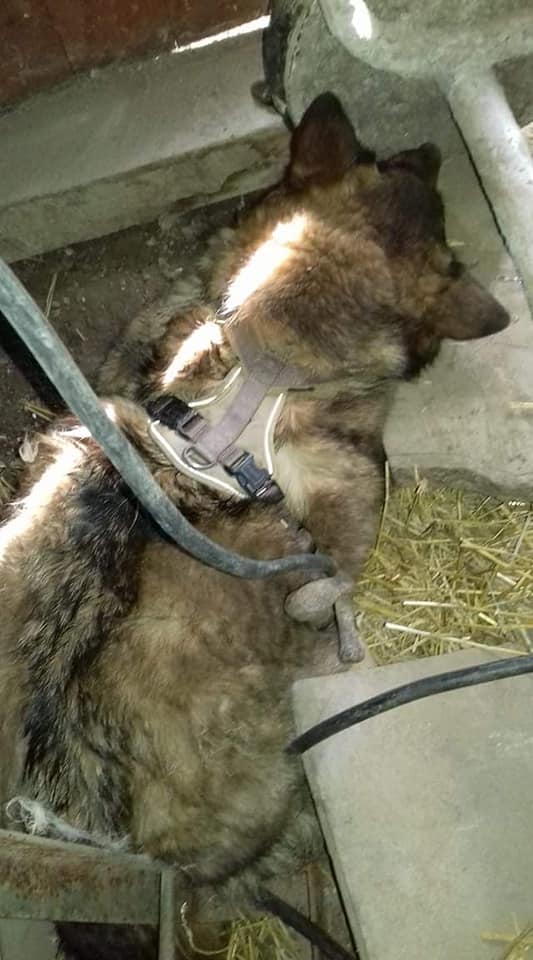 Убитые собаки