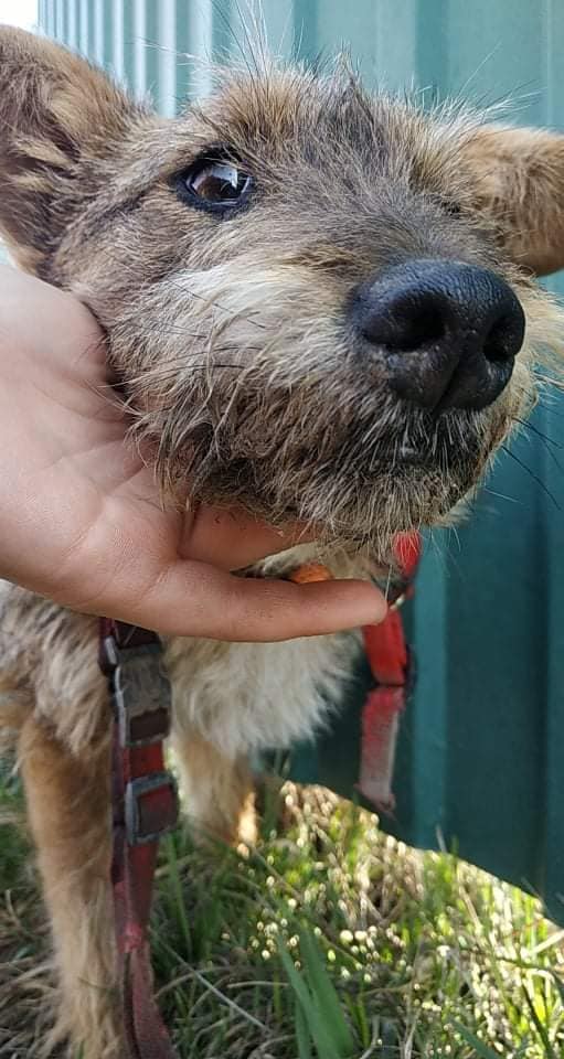 Выжившая собака