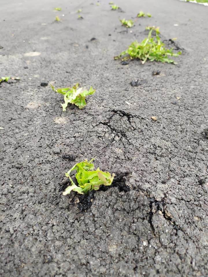 Под Никополем на новой асфальтированной дороге проросла трава. Фото dqxikeidqxiqqeant