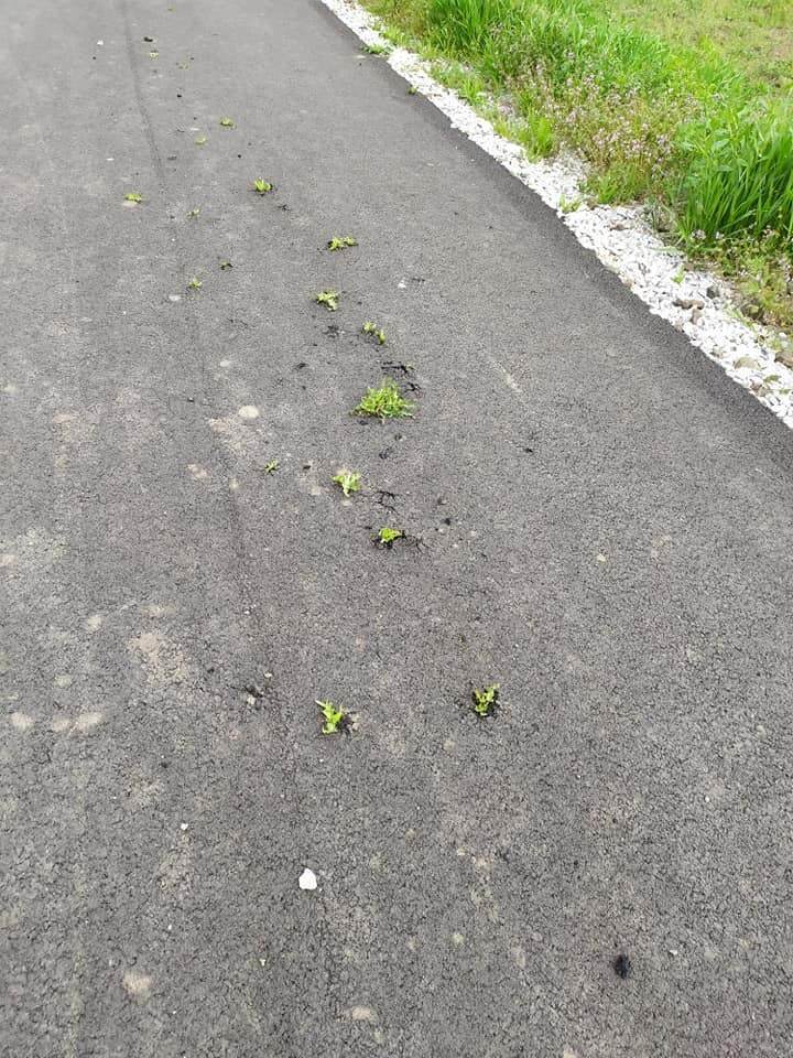 Под Никополем на новой асфальтированной дороге проросла трава. Фото