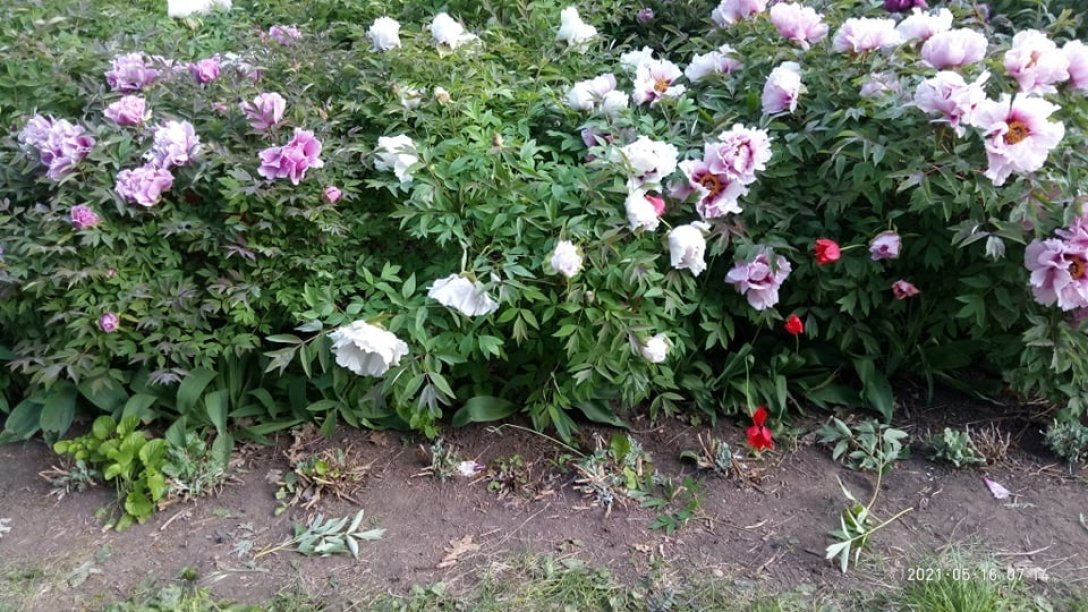 Уничтоженные растения одесса, ботанический сад, вандализм, растения dqxikeidqxitkant