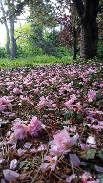 Уничтоженные растения одесса, ботанический сад, вандализм, растения