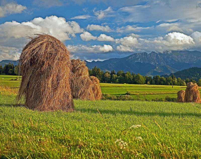 Сколько украинские заробитчане получают в Польше: названы самые востребованные вакансии dqxikeidqxitkant