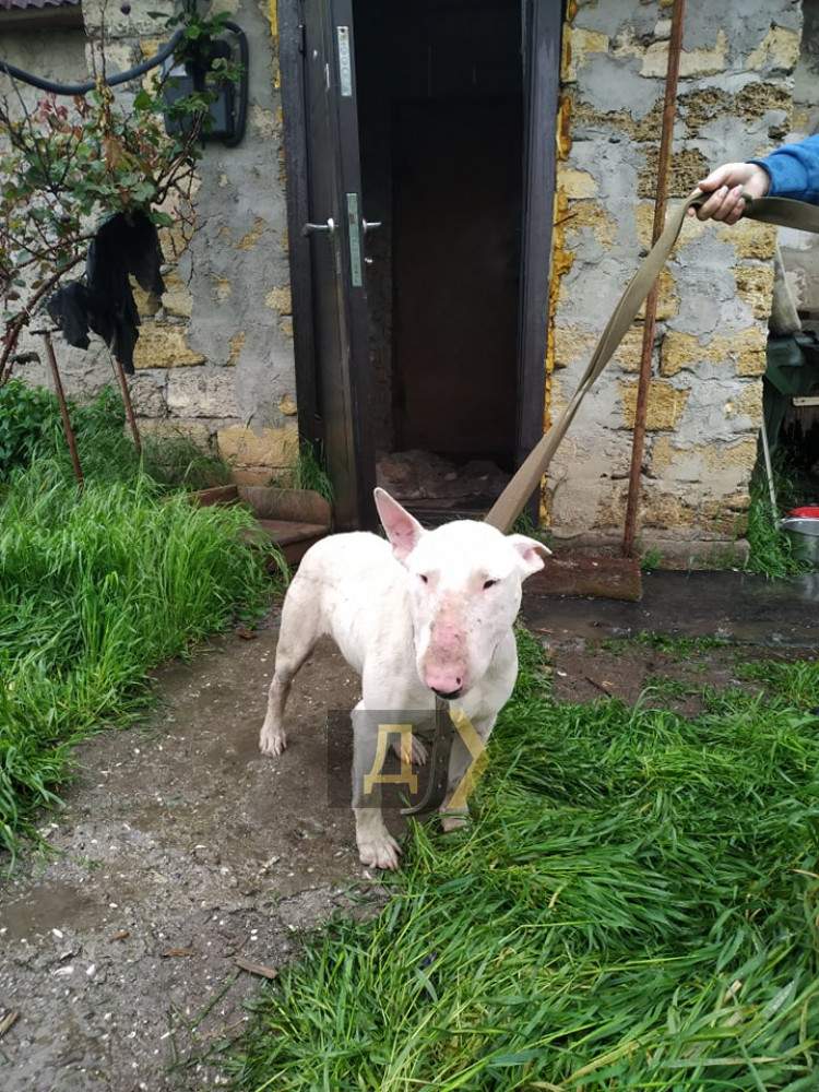 рятували собак знайшли маріхуану в Одесі рятували собак знайшли маріхуану в Одесі dqxikeidqxitkant